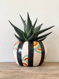 Rainbow Humbug plant pot / vase