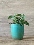 Climbing Wall Succulent Plant Pot- Moss Green SAMPLE