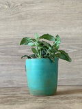 Climbing Wall Succulent Plant Pot- Moss Green SAMPLE