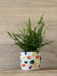 Climbing Wall Plant Pot - Cream