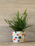 Climbing Wall Plant Pot - Cream