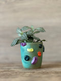 Climbing Wall Succulent Plant Pot- Moss Green SAMPLE